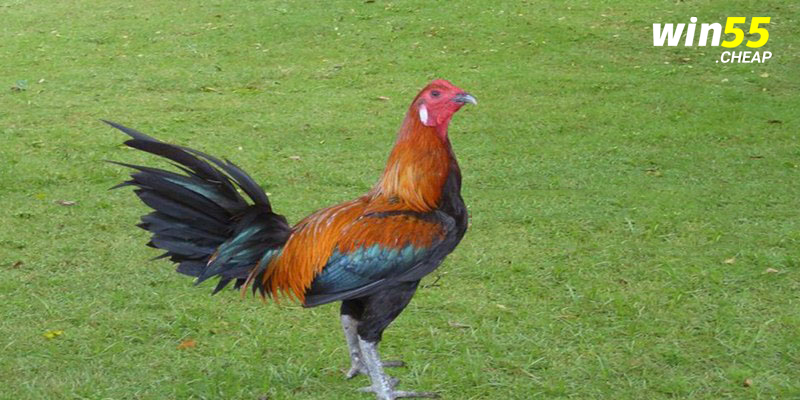 Giống gà Peru sở hữu chiếc mỏ nhọn, đôi chân chắc khỏe